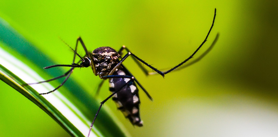 noticia-content-dengue1.png
